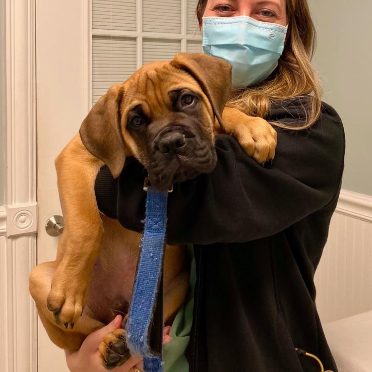 Calusa Veterinary Center Boca Raton, FL